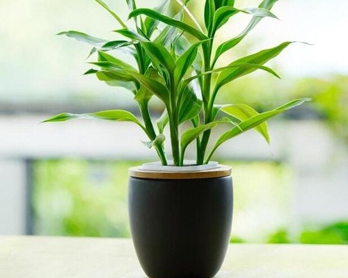 Những Loại Cây Thủy Sinh Thích Hợp Cho Phòng Làm Việc
