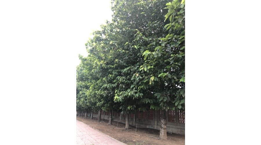 TRƯỜNG ĐẠI HỌC XÂY DỰNG MIỀN TÂY TRƯỜNG ĐẠI HỌC XÂY DỰNG MIỀN TÂY